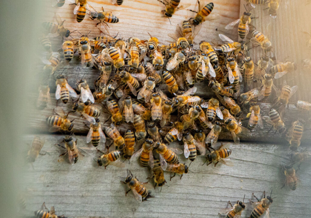 mesilased puidust mesitarul